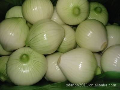 渤海農產(chǎn)品 專業(yè)供應新鮮美味營養(yǎng)黃皮洋蔥